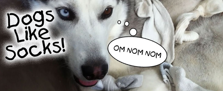 Dogs Like Socks by Psychostick